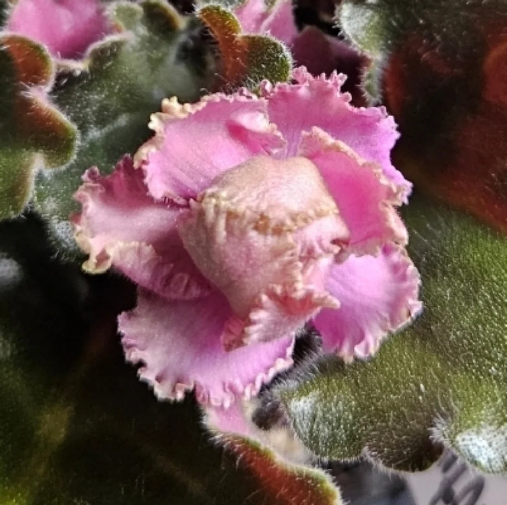 AB AUTUMN FOREST Standard African Violet